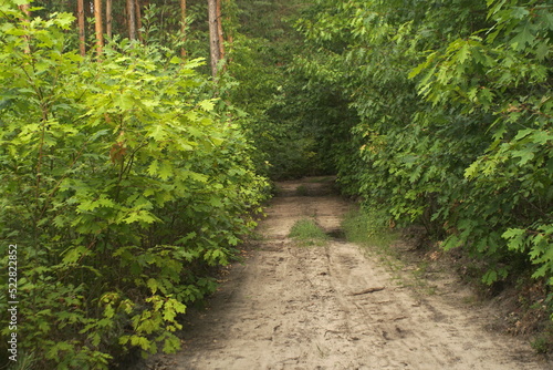 the road to the forest