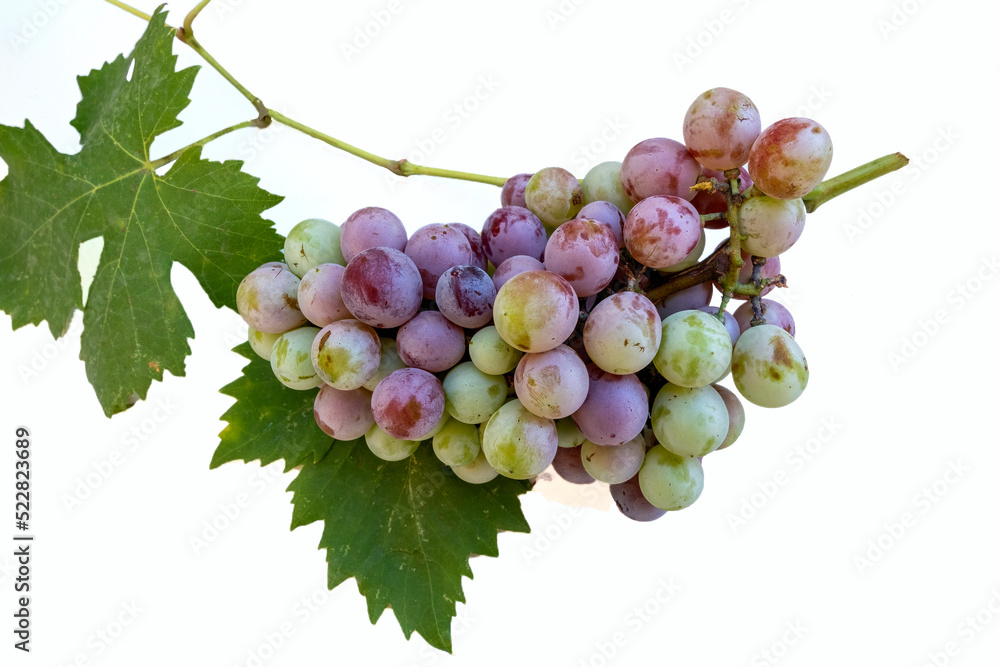 Fototapeta premium bunch of grapes
