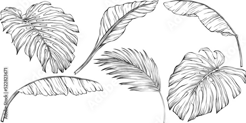 Tropical leaves. Hand drawn vector illustration isolated on white. Eps 10