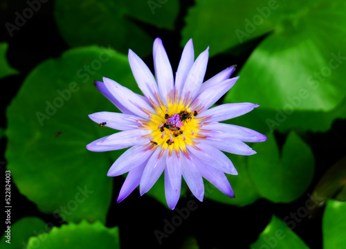 Bees swarm beautiful purple lotus in a pond