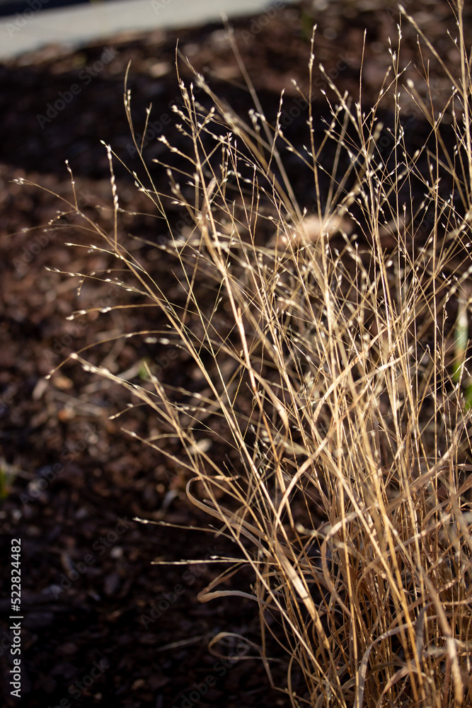Fototapeta premium Light Brown Grass with a Brown Background