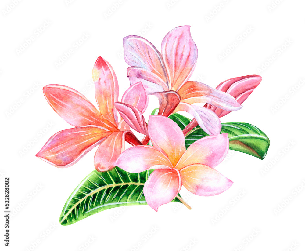 Fototapeta premium Tropical plumeria flowers on an isolated white background, watercolor hand illustration.