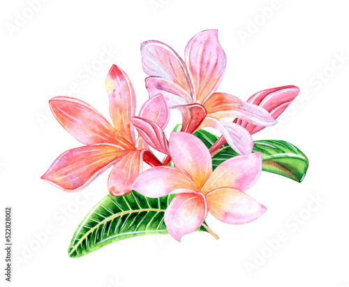 Tropical plumeria flowers on an isolated white background  watercolor hand illustration.