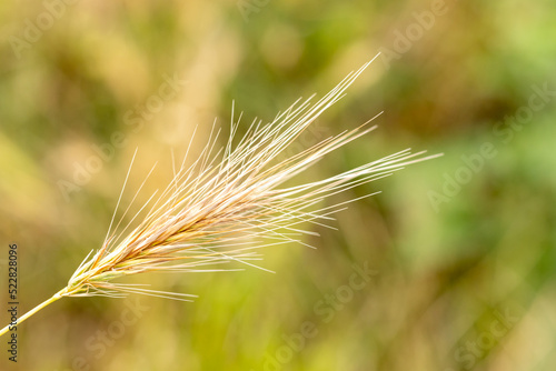 Spikelet close-up against the background of a blurred field. Selective focus.