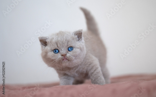 Britisch Kurzhaar Kitten selten, edel und imposant