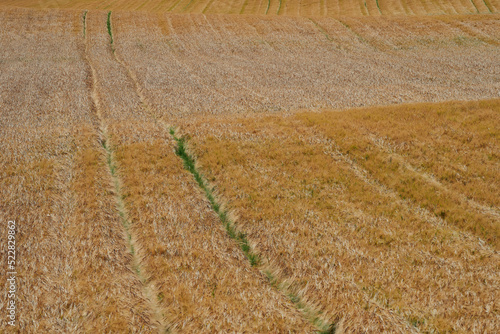 Grain fields of Toten, Norway. photo