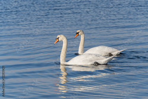 Swan couple