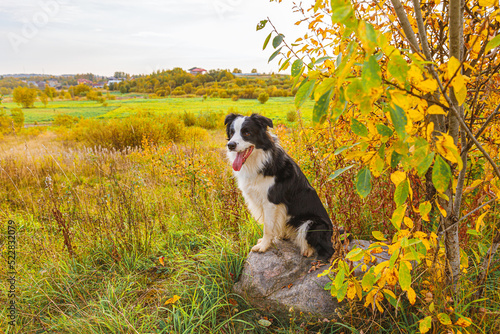 Funny smiling puppy dog border collie playing sitting on stone in park outdoor, dry yellow fall leaves foliage background. Dog on walking in autumn day. Hello Autumn cold weather concept