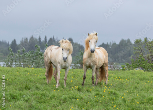 Fototapeta Naklejka Na Ścianę i Meble -  Two white horses in the meadow