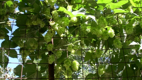 4K. Many hop cones in the wind on a bright summer day in the sun in the leaves of the hop plant: beer making and application in folk medicine of the plant, soft focus