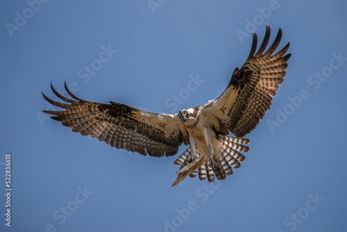 osprey in flight, with nest material photo