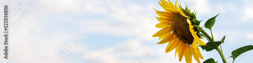Universal Linkedin banner for different professions with sunflower