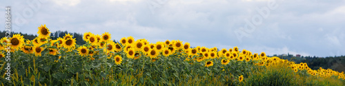 Universal Linkedin banner for different professions with sunflower
