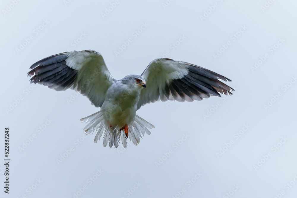 Obraz premium Black-winged kite (Elanus caeruleus) flying in the South of the Netherlands 