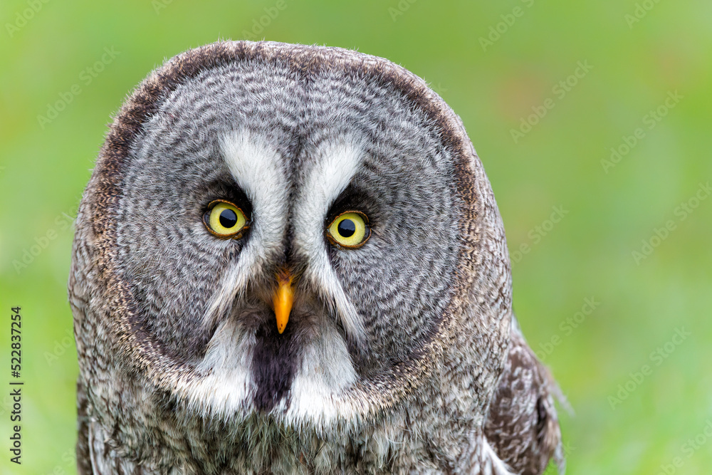 Obraz premium Portrait of a Great Grey Owl or Lapland Owl (Strix nebulosa)on the bank of a lake on a rainy day in Gelderland in the Netherlands 