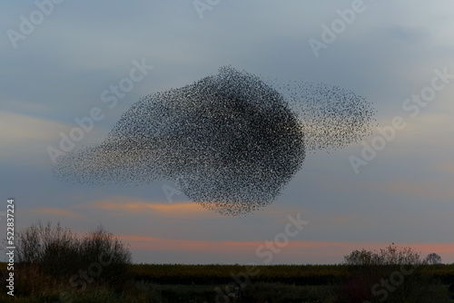 Starling murmurations. A large flock of starlings fly at sunset in the Netherlands. Hundreds of thousands starlings come together making big clouds to protect against birds of prey. 
