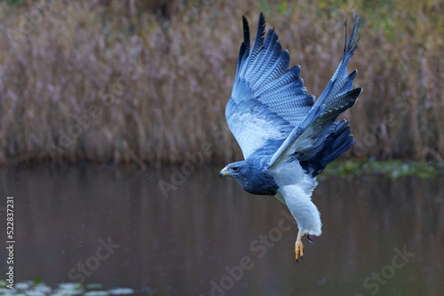 The black-chested buzzard-eagle (Geranoaetus melanoleucus) or  black buzzard-eagle, grey buzzard-eagl flying over a lake in the Netherlands                photo