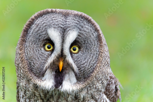Portrait of a Great Grey Owl or Lapland Owl (Strix nebulosa)on the bank of a lake on a rainy day in Gelderland in the Netherlands 