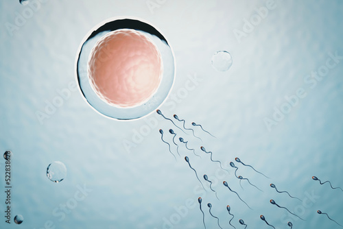 Many sperm swimming towards the egg in a blue background. 3D Illustration Rendering. photo