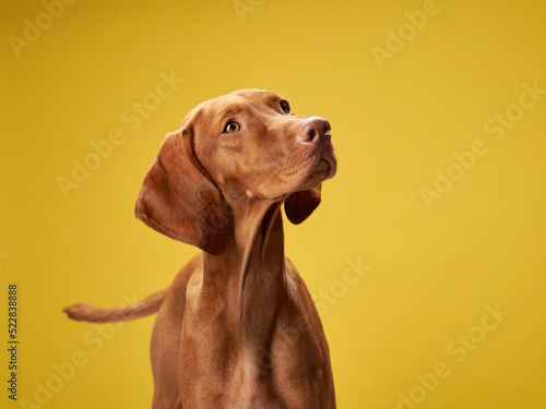 dog on on a yellow background. Charming and emotional Hungarian Vizsla