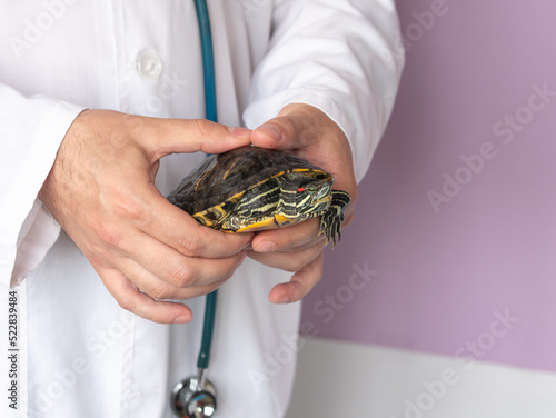 The hands of a male veterinarian hold the red-eared turtle gently by the shell, the animal looks into the frame. The concept of turtle treatment, care and maintenance at home photo