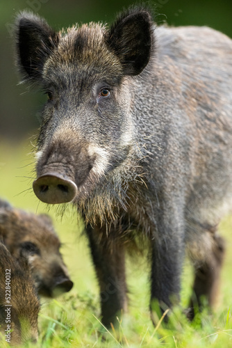 Wild boar mamma portrait with piglets