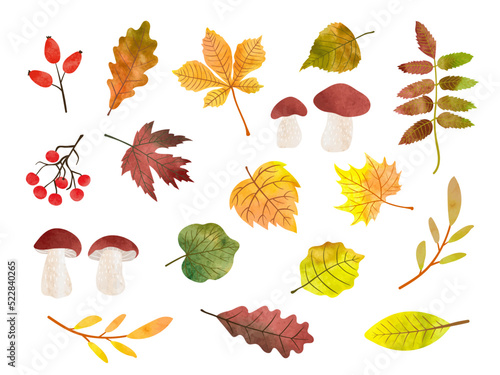 Big Autumn set with watercolor mushrooms, leaves and berries. Vector fall season collection