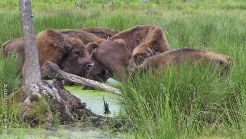 European bison, wisent in Bialowieza national park Poland