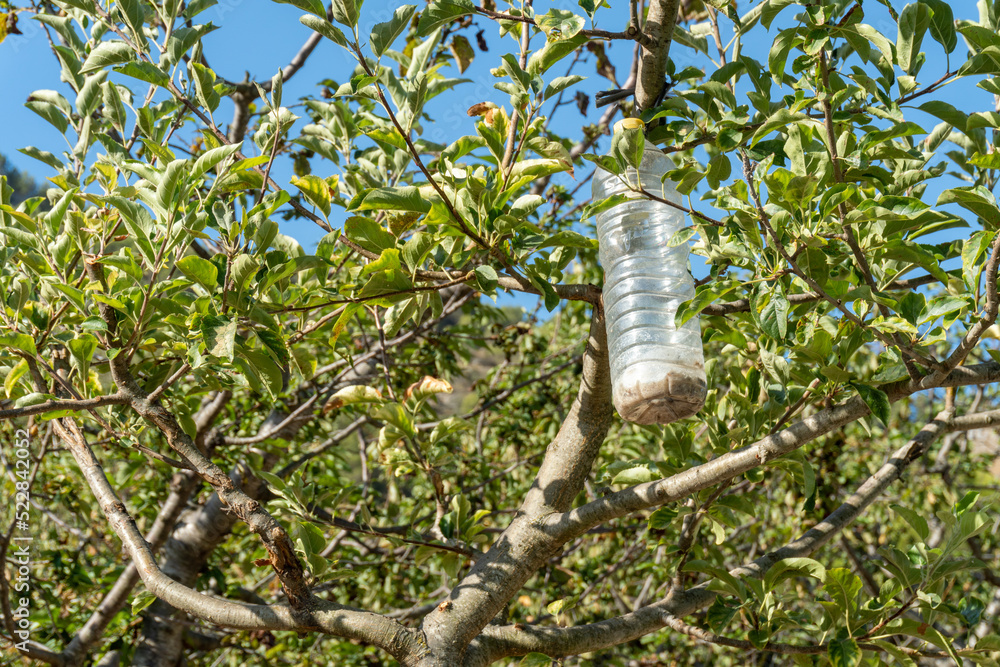 Fototapeta premium Plastic bottles hanging on tree branch with natural insecticide to control plagues.