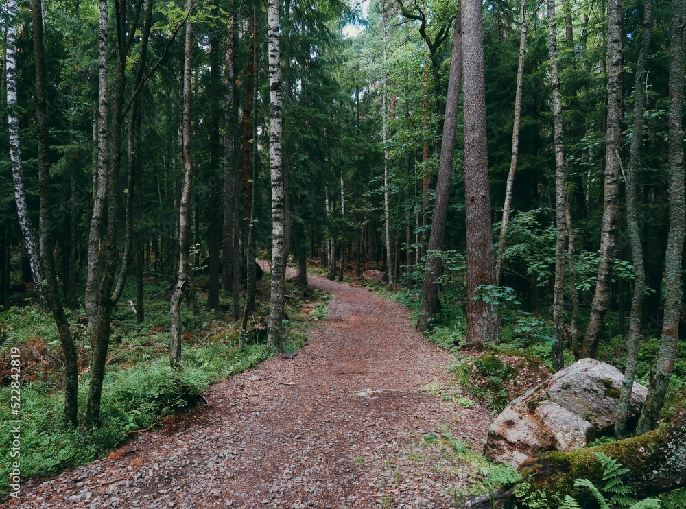 Obraz premium path in the woods
