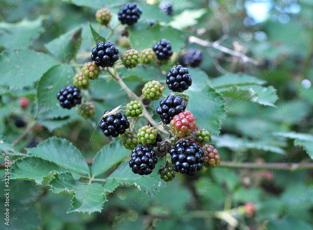 On the branch ripen the blackberries (Rubus fruticosus) On the branch ripen the blackberries (Rubus fruticosus)