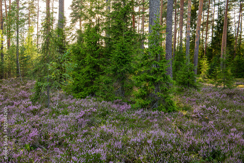 Fototapeta Naklejka Na Ścianę i Meble -  Forest scene with blooming heather in summer evening in August in Latvia