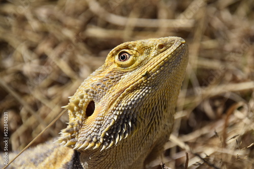 Bearded Dragon