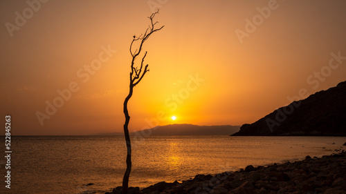 Landscape at sunset of the Natural Park of Cabo de Gata - Níjar in Almería with a dry tree in the foreground and the beach
