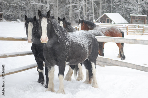 Canvas Print four Clydesdale horses by wooden fence during winter snowfall