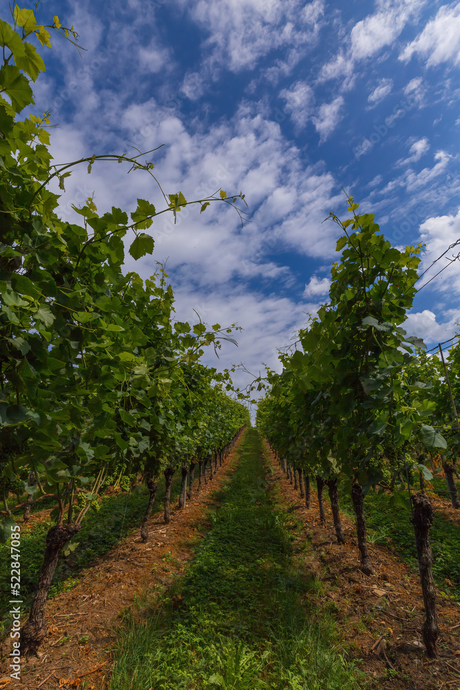 Fototapeta premium Landschaftsaufnahme mit schönen Weinreben und Blauem Wolkenhimmel.