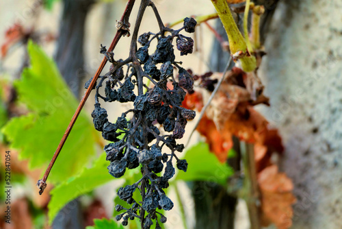 Close up of a withering bunch of grapes on the vine due to a prolonged heatwave

