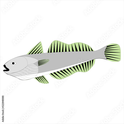 Peces de mar Pez Merluza nombre científico Merluccius gayi