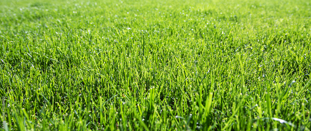 Obraz premium green grass texture