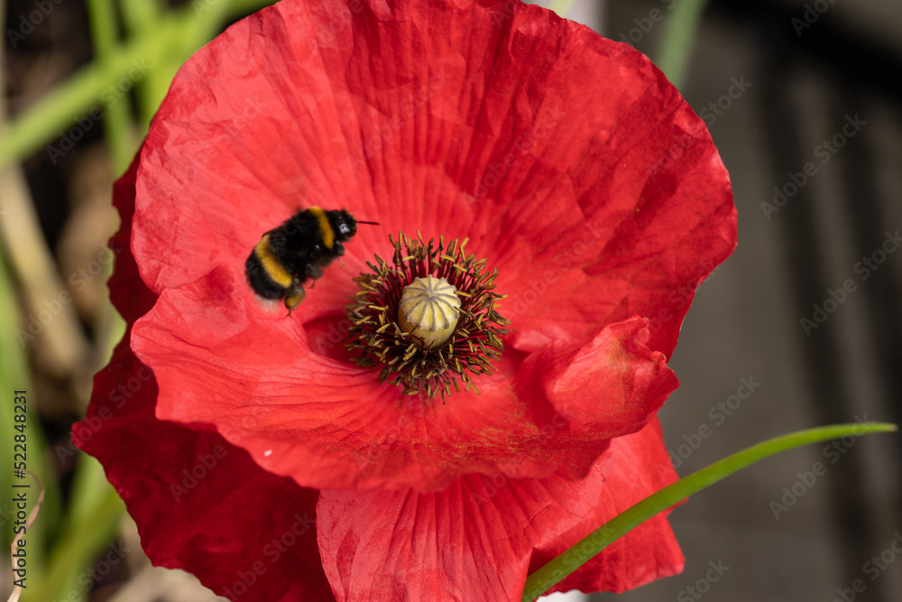 Red poppy flower with a bumblebee visiting. Red poppy flower with a bumblebee visiting.