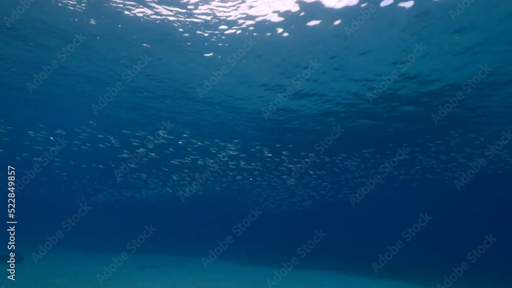 Seascape with Bait Ball, School of Fish, Mackerel fish in the coral reef of the Caribbean Sea, Curacao