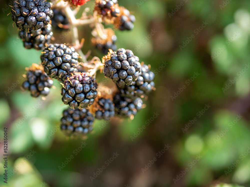 Black Rubus ulmifolius berries on a branch on a natural background Black Rubus ulmifolius berries on a branch on a natural background