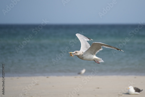 Gull with crab