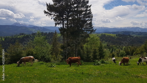 cows in the mountains