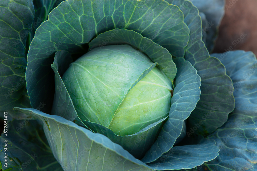 Obraz premium Fresh, white cabbage growing in a vegetable garden on a farm. Organic farming.