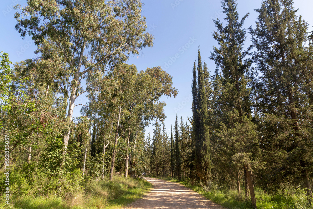 Spring forest of Ben Shemen with pines and cypresses. Natural landscape. Nature of Israel.