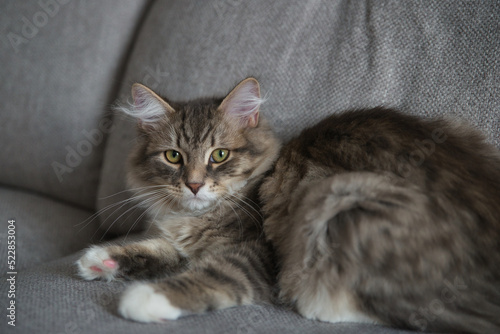 Siberian baby cat with long hair and big grey eyes. Lazy day at home with the pets. Hypoallergenic cat. Background picture. 