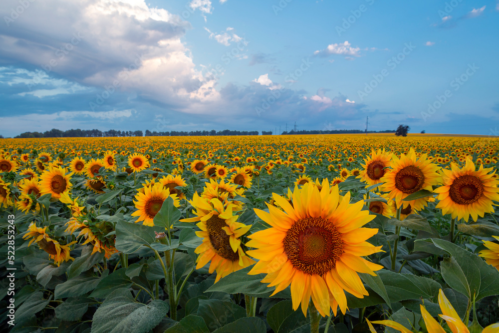 Fototapeta premium Panorama Landscape Of Sunflower fields And blue Sky clouds
