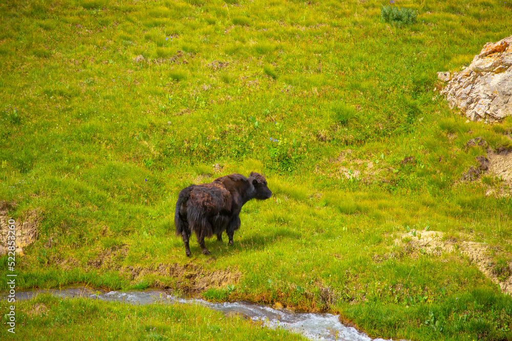 A herd of yaks graze in the mountains. Himalayan big yak in a beautiful landscape. Hairy cow cattle wild animal in nature in Tibet. Sunny summer day in the wild. Farm animal in Nepal and Tibet. A herd of yaks graze in the mountains. Himalayan big yak in a beautiful landscape. Hairy cow cattle wild animal in nature in Tibet. Sunny summer day in the wild. Farm animal in Nepal and Tibet.