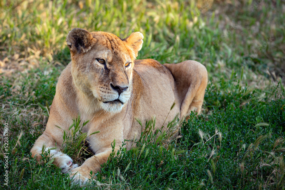 Portrait of a young lioness in the grass.Close-up. Portrait of a young lioness in the grass.Close-up.